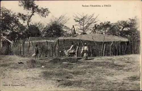 Ak Thiès Senegal, Erdnuss-Seckos