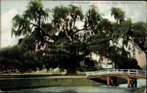 Ak New Orleans Louisiana USA, Washington Eiche, Audubon Park