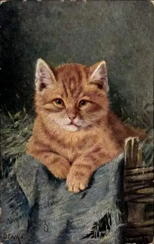Künstler Litho Stocks, Katze, rot getigertes Kätzchen