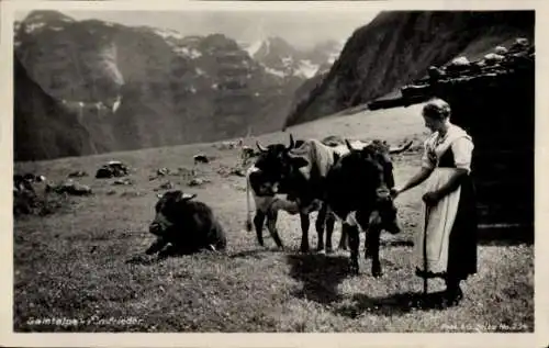 Ak Berchtesgaden, Saletalpe, Almfrieden, Rinderherde auf der Alm, Bäuerin, Gebirge