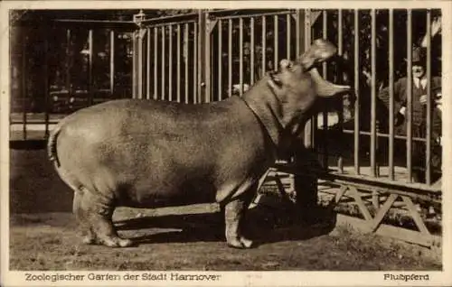 Ak Hannover in Niedersachsen, Zoologischer Garten, Flusspferd