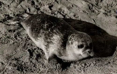 Ak Nordseebad Büsum, Seehund, Strand