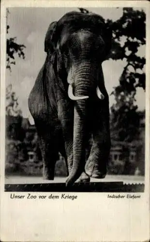 Ak Zoologischer Garten Berlin, Indischer Elefant