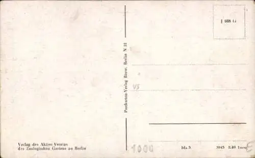 Ak Zoologischer Garten Berlin, Indischer Elefant