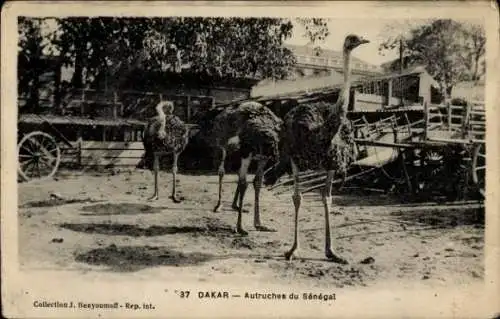 Ak Dakar, Senegal, Strauße aus Senegal