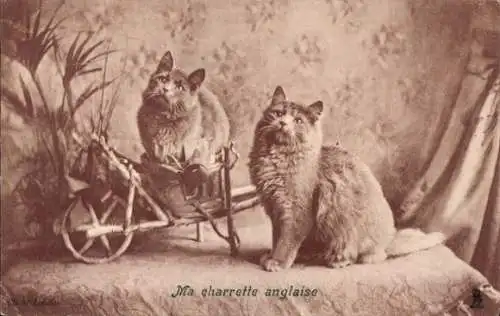 Ak Junge Katzen, Schubkarre, Neugierde