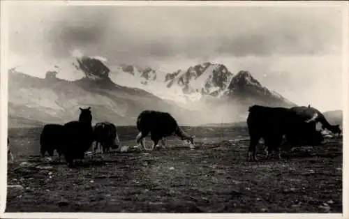 Foto Ak Alpakas im Gebirge