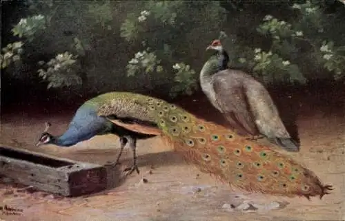 Künstler Ak Schönian, Männlicher und weiblicher Pfau