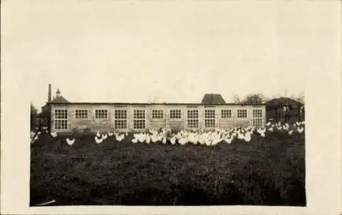 Foto Ak Hühner auf einer Wiese