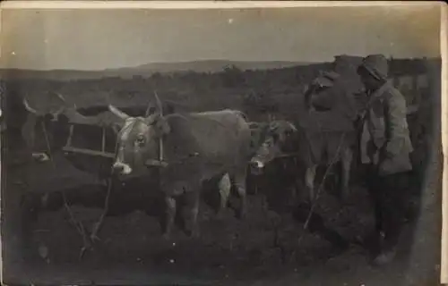 Foto Ak Bauer mit Rinderkarren, 1917