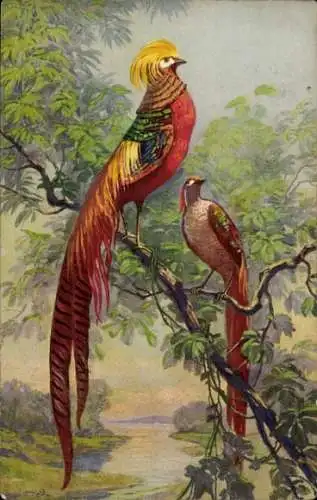 Künstler Ak Zwei Fasane in buntem Federkleid im Freien