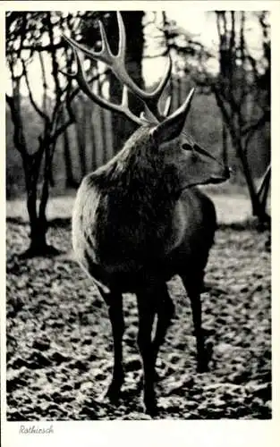 Ak Rothirsch