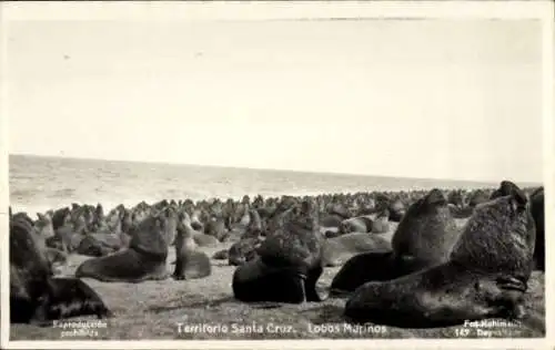 Ak Territorio Santa Cruz Patagonien Argentinien, Mähnenrobben an der Küste