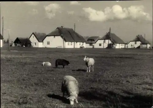 Foto Insel Hiddensee in der Ostsee, Friesenhäuser, Schafe
