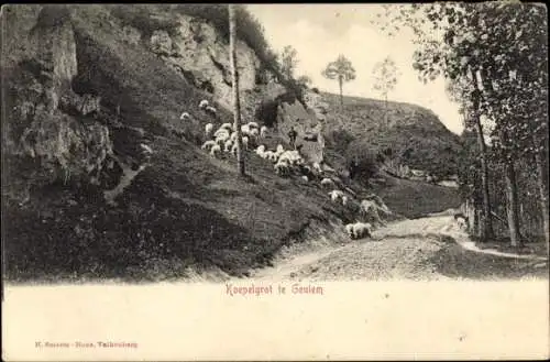 Ak Geulem Houthem Limburg, Koepelgrot, Schafsherde