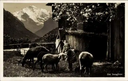 Ak Kanton Bern, Jungfrau, Kleinkind mit Schafen auf dem Bauernhof