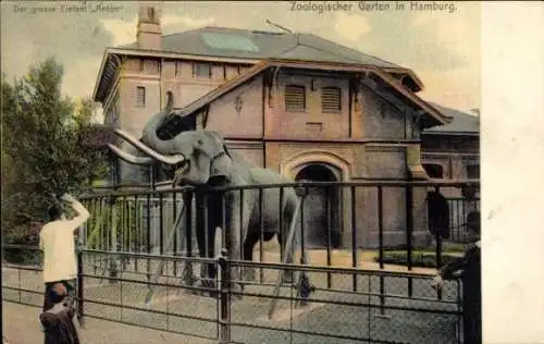 Ak Hamburg Mitte Neustadt, Zoologischer Garten, Elefant Anton