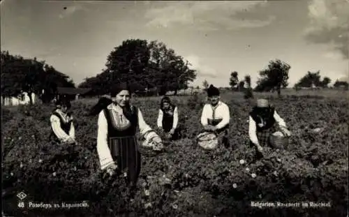 Ak Bulgarien, Rosenernte im Rosental, Bulgarische Volkstracht