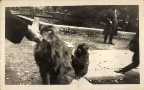 Foto Georgien, Fütterung der Affen