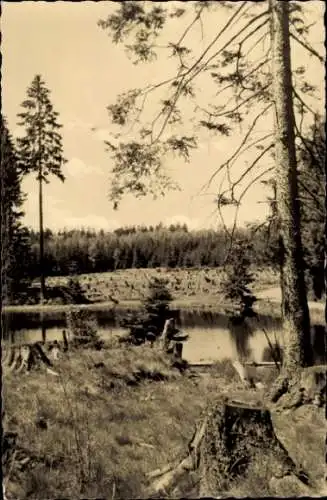 Ak Waldteich im Harz