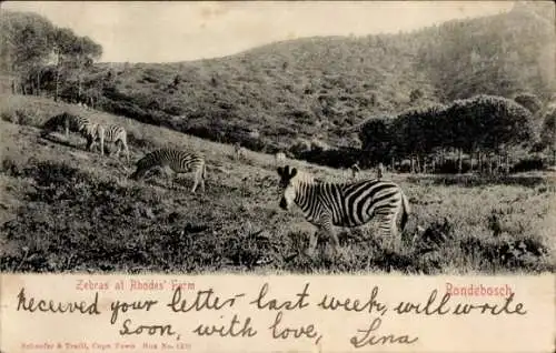 Ak Rondebosch Kapstadt Kapstadt Südafrika, Zebras auf der Rhodes Farm