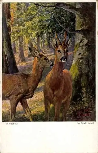 Künstler Ak Heubach, W., Buchenwald, Hirsch, Reh