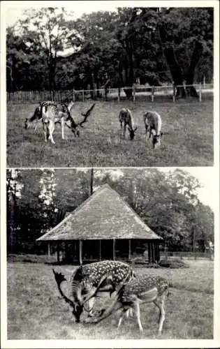 Ak Dornholzhausen Bad Homburg im Taunus, Wald Cafe Hirschgarten, Rotwild