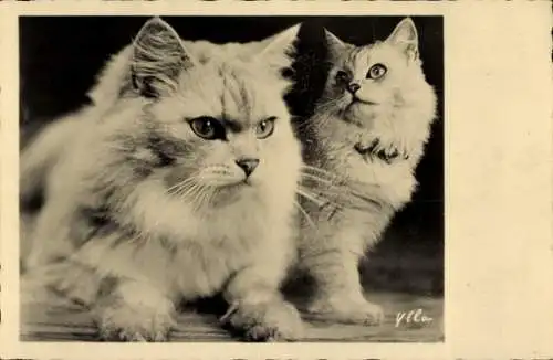 Ak Weiße Katzen, Tierportrait