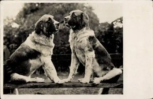 Foto Ak Zwei Hunde, Tierporträt