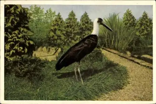 Ak Asien-Wollhalsstorch, Vogel