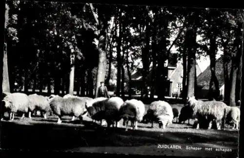 Ak Zuidlaren Drenthe Niederlande, Scheper mit Schafen