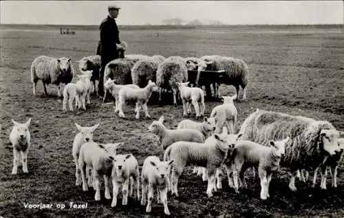 Ak Texel, Hirte, Schafe, Landwirtschaft