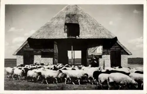 Ak Ruinen Drenthe Niederlande, Schafstall und Herde