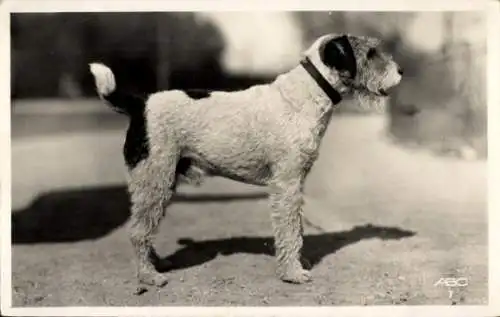 Ak Terrier, Hund, Tierporträt