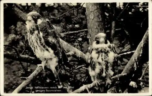 Ak Junge halb ausgewachsene Baumfalken bereits in den Käfig geworfen