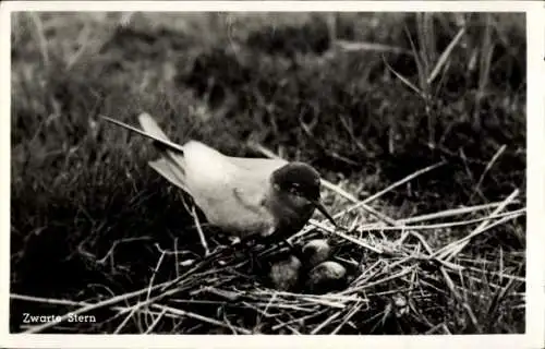 Ak Trauerseeschwalbe, Nest, Eier, Vogel