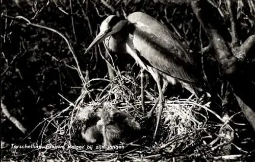 Ak Graureiher, Nest, Jungtiere, Vogel