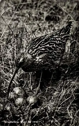 Ak Brachvogel, Nest, Eier