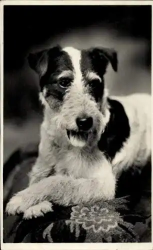 Ak Hundeportrait, Terrier