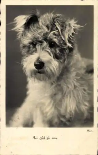 Ak Hundeportrait, Terrier