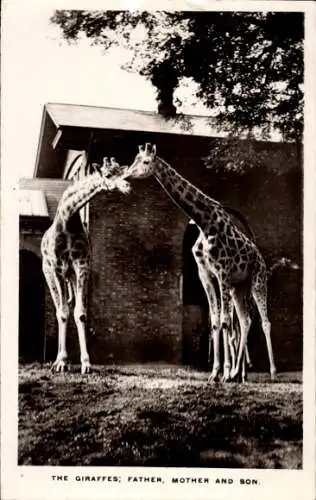 Ak Zoologischer Garten, Giraffen-Familie