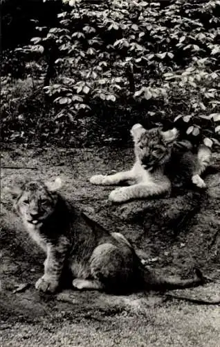 Ak Tierpark, Junge Löwen