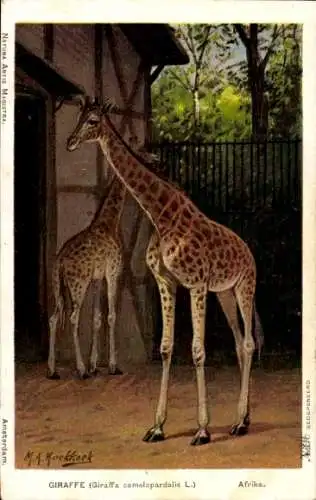 Künstler Ak Koekkock, M. A. K., Afrikanische Giraffen, Zoologischer Garten