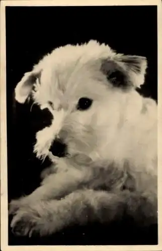 Ak Hund, Terrier, Tierporträt