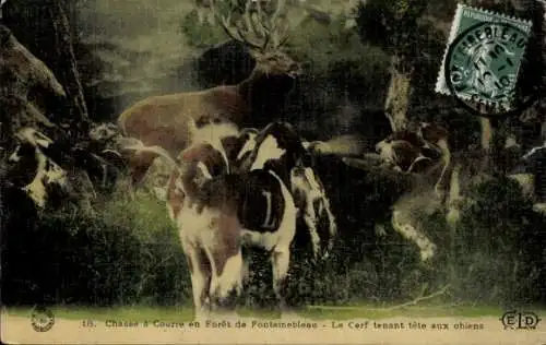 Ak Fontainebleau Seine et Marne, Jagdhunde mit Hirsch