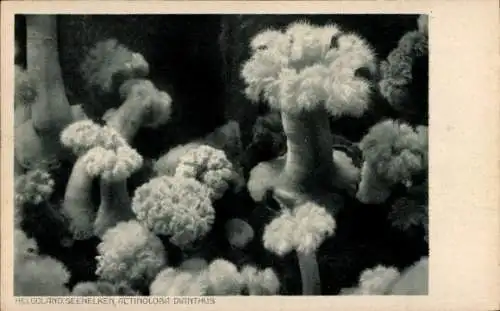 Ak Nordseeinsel Helgoland, Seenelken, Actinoloba dianthus