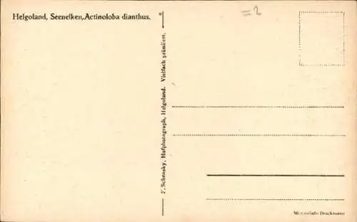 Ak Nordseeinsel Helgoland, Seenelken, Actinoloba dianthus