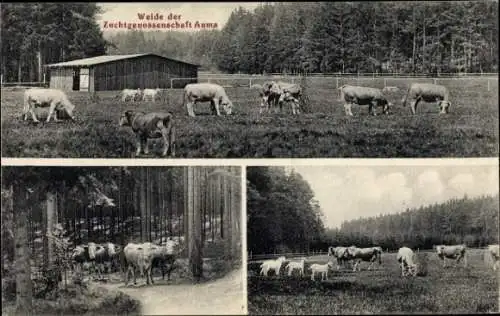 Ak Auma in Thüringen, Weide der Zuchtgenossenschaft Auma, Rinder