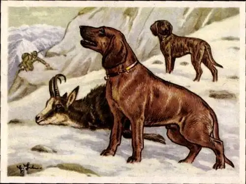 Sammel-Einzelbild Austria Bildwerk Kamerad Hund Serie VI Bild 134, Der Bayrische Gebirgsschweißhund