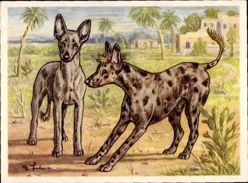 Sammel-Einzelbild Austria Bildwerk Kamerad Hund Serie VI Bild 150, Der Afrikanische Nackthund